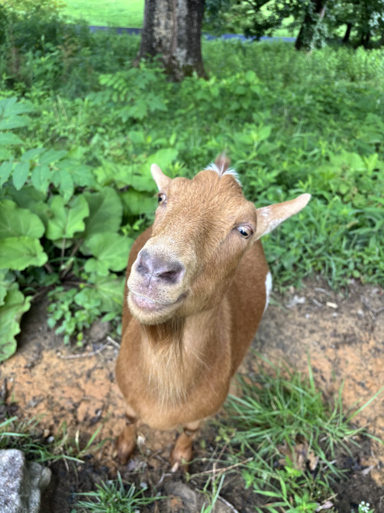 A friendly tan goat looking up in a shady green pasture